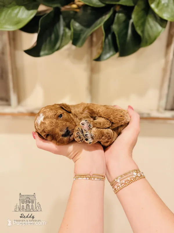 Grove - Petite Size, a male Goldendoodle for sale in Elizabethtown, KY – Photo 1 of 2