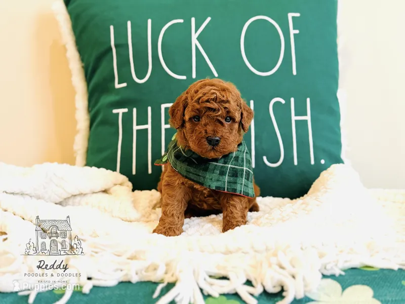 Everest - Petite Size – Goldendoodle puppy for sale in Elizabethtown, KY