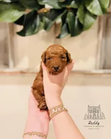 Everest - Petite Size, a male Goldendoodle for sale in Elizabethtown, KY – Photo 1 of 2