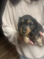 Chub, a male Miniature Dachshund for sale in Gilman, IL – Photo 2 of 2