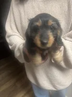 Chub, a male Miniature Dachshund for sale in Gilman, IL – Photo 1 of 2