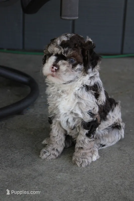 Bailey – Miniature Goldendoodle puppy for sale in Wooster, OH