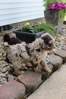 Charlie  , a male Miniature Goldendoodle for sale in Wooster, OH – 3 of 3