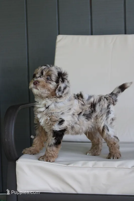 Charlie   – Miniature Goldendoodle puppy for sale in Wooster, OH