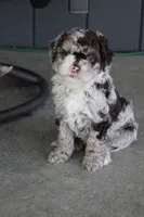 Bailey, a female Miniature Goldendoodle for sale in Wooster, OH – 2 of 3