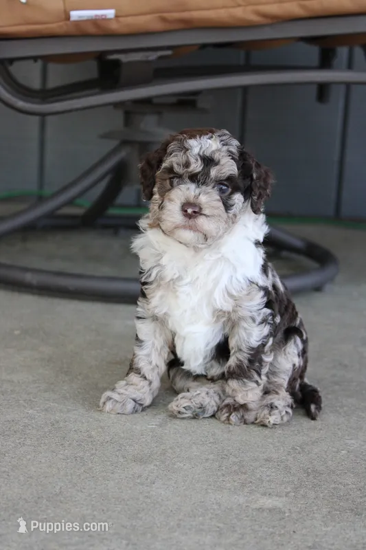Archie  – Miniature Goldendoodle puppy for sale in Wooster, OH