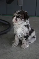Archie , a male Miniature Goldendoodle for sale in Wooster, OH – 2 of 5