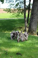 Charlie  , a male Miniature Goldendoodle for sale in Wooster, OH – 2 of 3