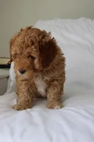 Brody, a male Miniature Goldendoodle for sale in Wooster, OH – Photo 5 of 5