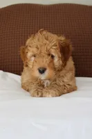 Brody, a male Miniature Goldendoodle for sale in Wooster, OH – Photo 3 of 5