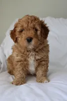 Brody, a male Miniature Goldendoodle for sale in Wooster, OH – Photo 2 of 5