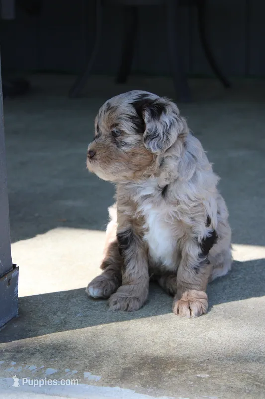 Charlie  – Miniature Goldendoodle puppy for sale in Wooster, OH