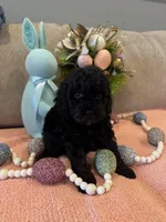 Rose, a female Poodle - Miniature  for sale in Nokomis, FL – Photo 4 of 7