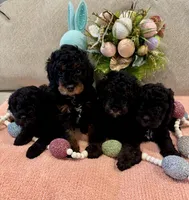 Rose, a female Poodle - Miniature  for sale in Nokomis, FL – Photo 6 of 7