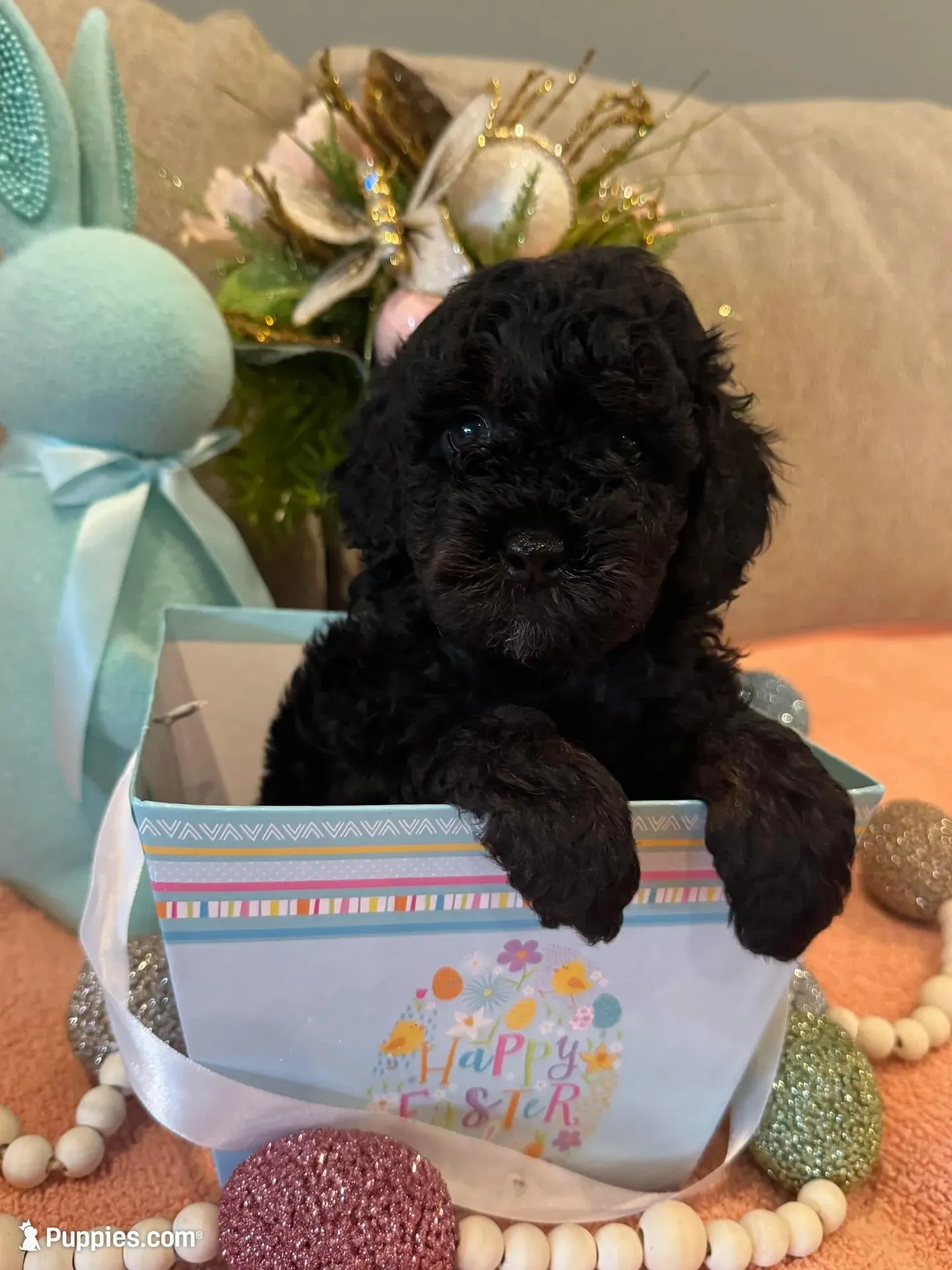 Rose, a female Poodle - Miniature  for sale in Nokomis, FL – Photo 2 of 7