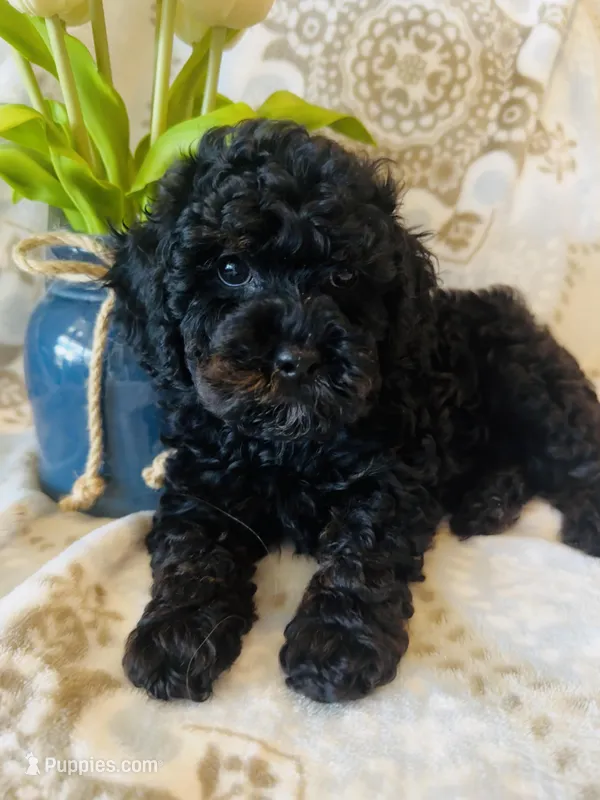 Rose – Poodle - Miniature  puppy for sale in Nokomis, FL