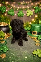 Rose, a female Poodle - Miniature  for sale in Nokomis, FL – Photo 7 of 7