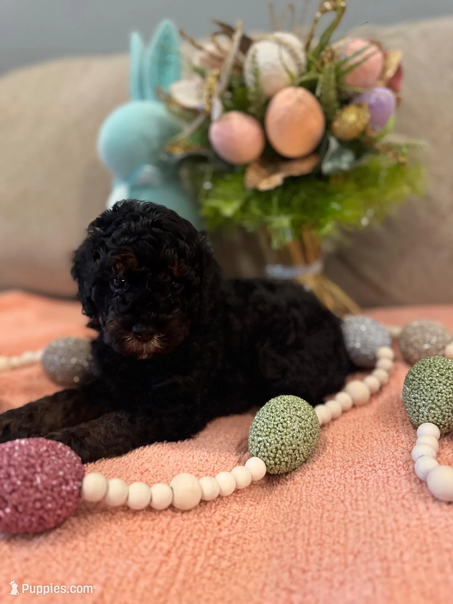 Valentina , a female Poodle - Miniature  for sale in Nokomis, FL – Photo 3 of 8