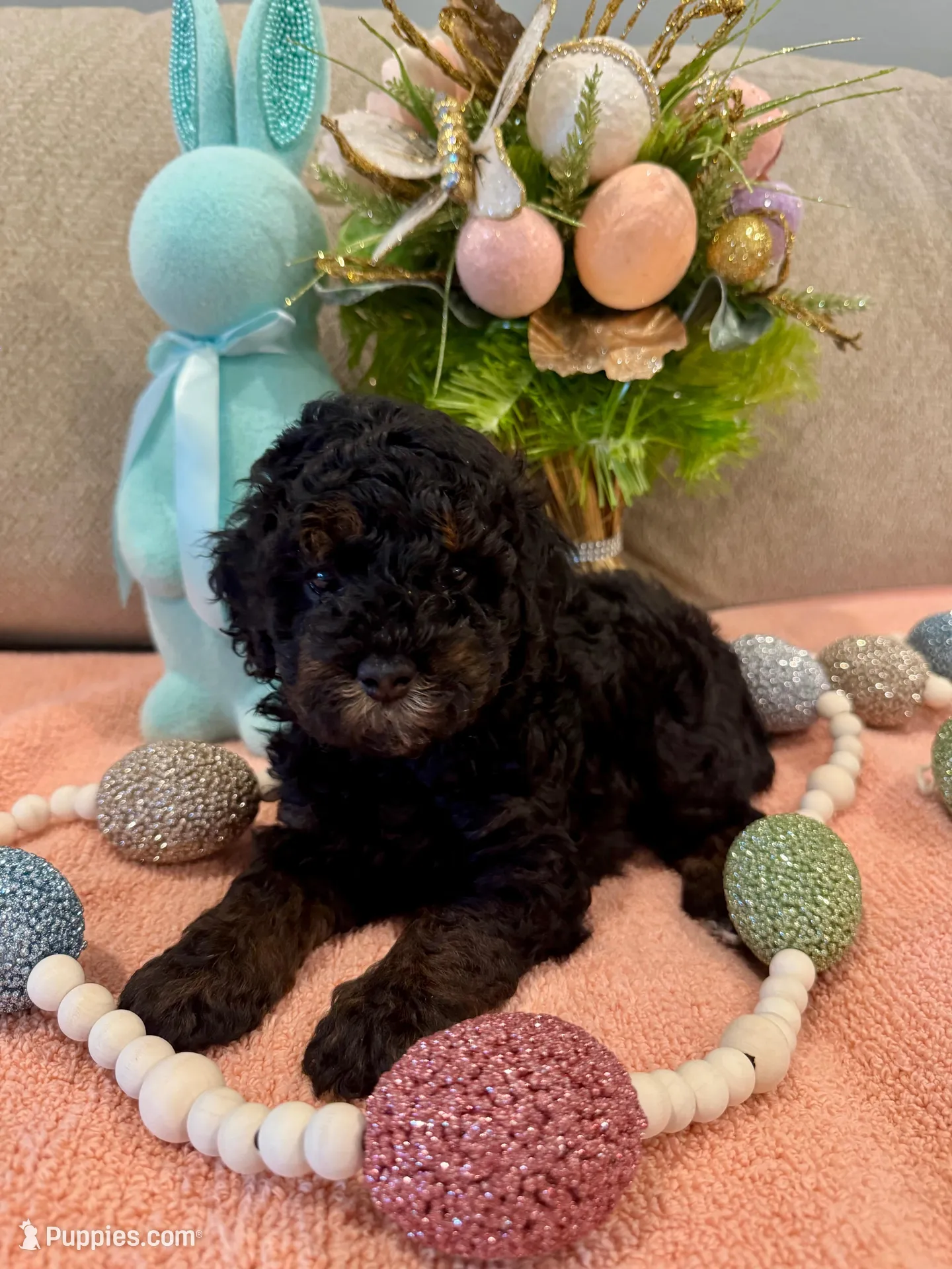 Valentina  – Poodle - Miniature  puppy for sale in Nokomis, FL