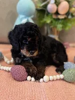 Romeo, a male Poodle - Miniature  for sale in Nokomis, FL – Photo 5 of 10