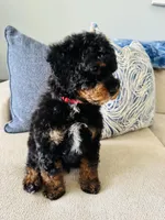Romeo, a male Poodle - Toy  and Poodle - Miniature  for sale in Nokomis, FL – Photo 4 of 5