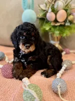 Romeo, a male Poodle - Miniature  for sale in Nokomis, FL – Photo 3 of 10