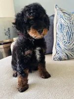 Romeo, a male Poodle - Toy  and Poodle - Miniature  for sale in Nokomis, FL – Photo 2 of 5