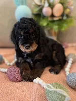 Romeo, a male Poodle - Miniature  for sale in Nokomis, FL – Photo 4 of 10