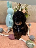 Romeo, a male Poodle - Miniature  for sale in Nokomis, FL – Photo 1 of 10