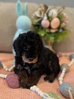 Romeo, a male Poodle - Miniature  for sale in Nokomis, FL – Photo 6 of 10