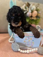 Romeo, a male Poodle - Miniature  for sale in Nokomis, FL – Photo 2 of 10