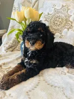 Romeo, a male Poodle - Toy  and Poodle - Miniature  for sale in Nokomis, FL – Photo 5 of 5