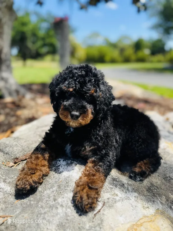 Romeo – Poodle - Miniature  puppy for sale in Nokomis, FL