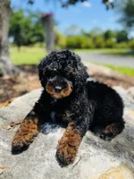 Romeo, a male Poodle - Toy  and Poodle - Miniature  for sale in Nokomis, FL – Photo 1 of 5