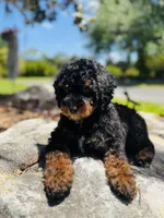 Romeo, a male Poodle - Toy  and Poodle - Miniature  for sale in Nokomis, FL – Photo 3 of 5