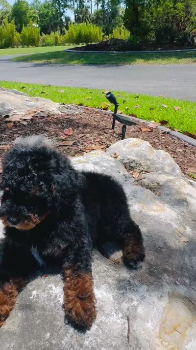 Romeo, a male Poodle - Multi-Colored Standard and Poodle - Miniature  for sale in Nokomis, FL – 10 of 10