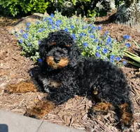 Romeo, a male Poodle - Multi-Colored Standard and Poodle - Miniature  for sale in Nokomis, FL – 9 of 10