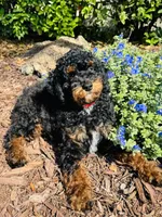 Romeo, a male Poodle - Multi-Colored Standard and Poodle - Miniature  for sale in Nokomis, FL – 5 of 10