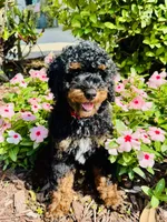 Romeo, a male Poodle - Multi-Colored Standard and Poodle - Miniature  for sale in Nokomis, FL – 4 of 10