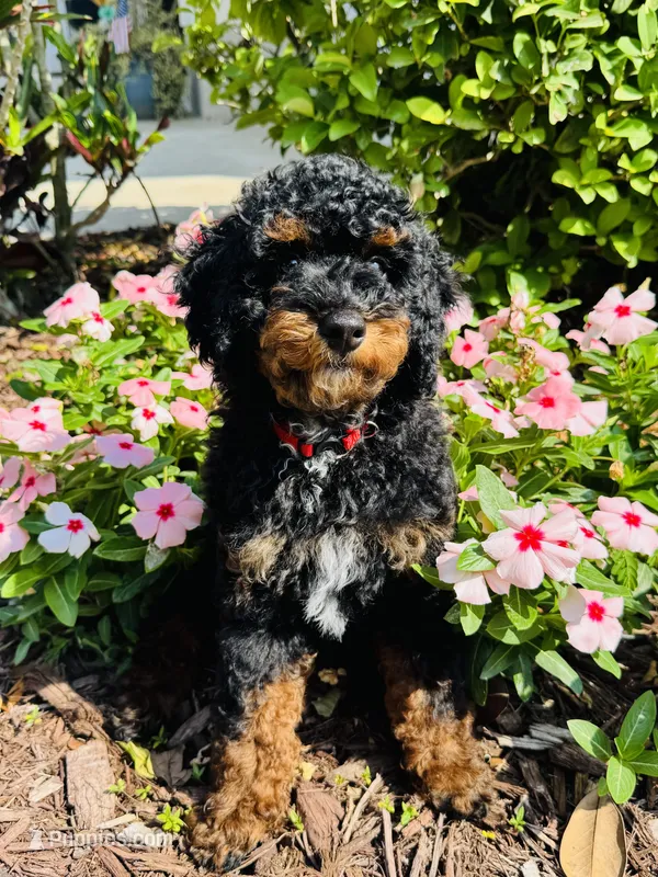 Romeo – Poodle - Multi-Colored Standard, Poodle - Miniature  puppy for sale in Nokomis, FL