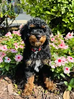 Romeo, a male Poodle - Multi-Colored Standard and Poodle - Miniature  for sale in Nokomis, FL – 1 of 10