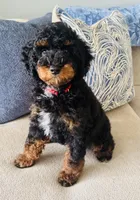 Romeo, a male Poodle - Multi-Colored Standard and Poodle - Miniature  for sale in Nokomis, FL – 2 of 10
