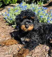 Romeo, a male Poodle - Multi-Colored Standard and Poodle - Miniature  for sale in Nokomis, FL – 6 of 10