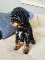 Romeo, a male Poodle - Multi-Colored Standard and Poodle - Miniature  for sale in Nokomis, FL – 3 of 10