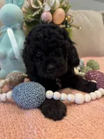 Cupid, a male Poodle - Miniature  for sale in Nokomis, FL – Photo 4 of 7