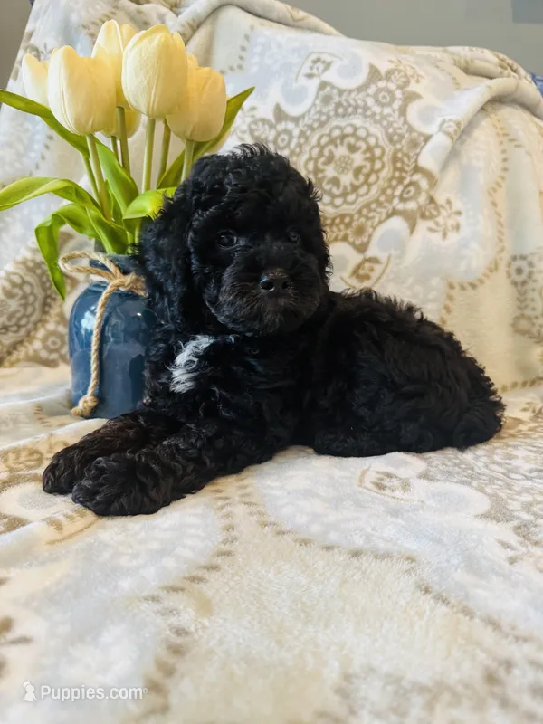 Cupid – Poodle - Miniature  puppy for sale in Nokomis, FL