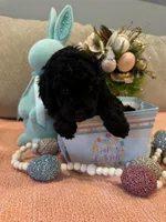 Cupid, a male Poodle - Miniature  for sale in Nokomis, FL – Photo 6 of 7