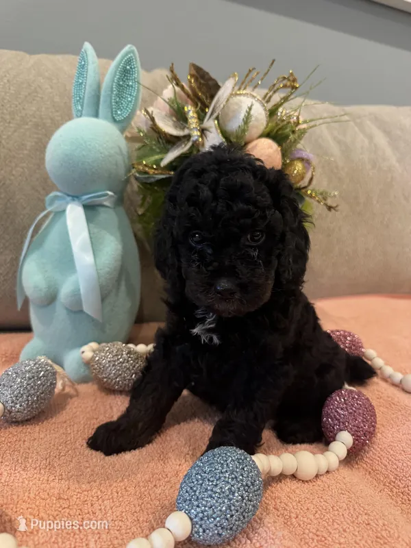 Cupid – Poodle - Miniature  puppy for sale in Nokomis, FL