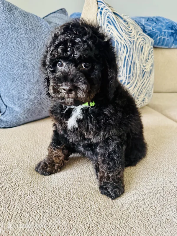 Cupid – Poodle - Miniature  puppy for sale in Nokomis, FL