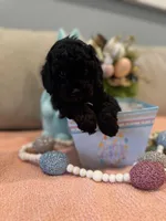 Cupid, a male Poodle - Miniature  for sale in Nokomis, FL – Photo 5 of 7